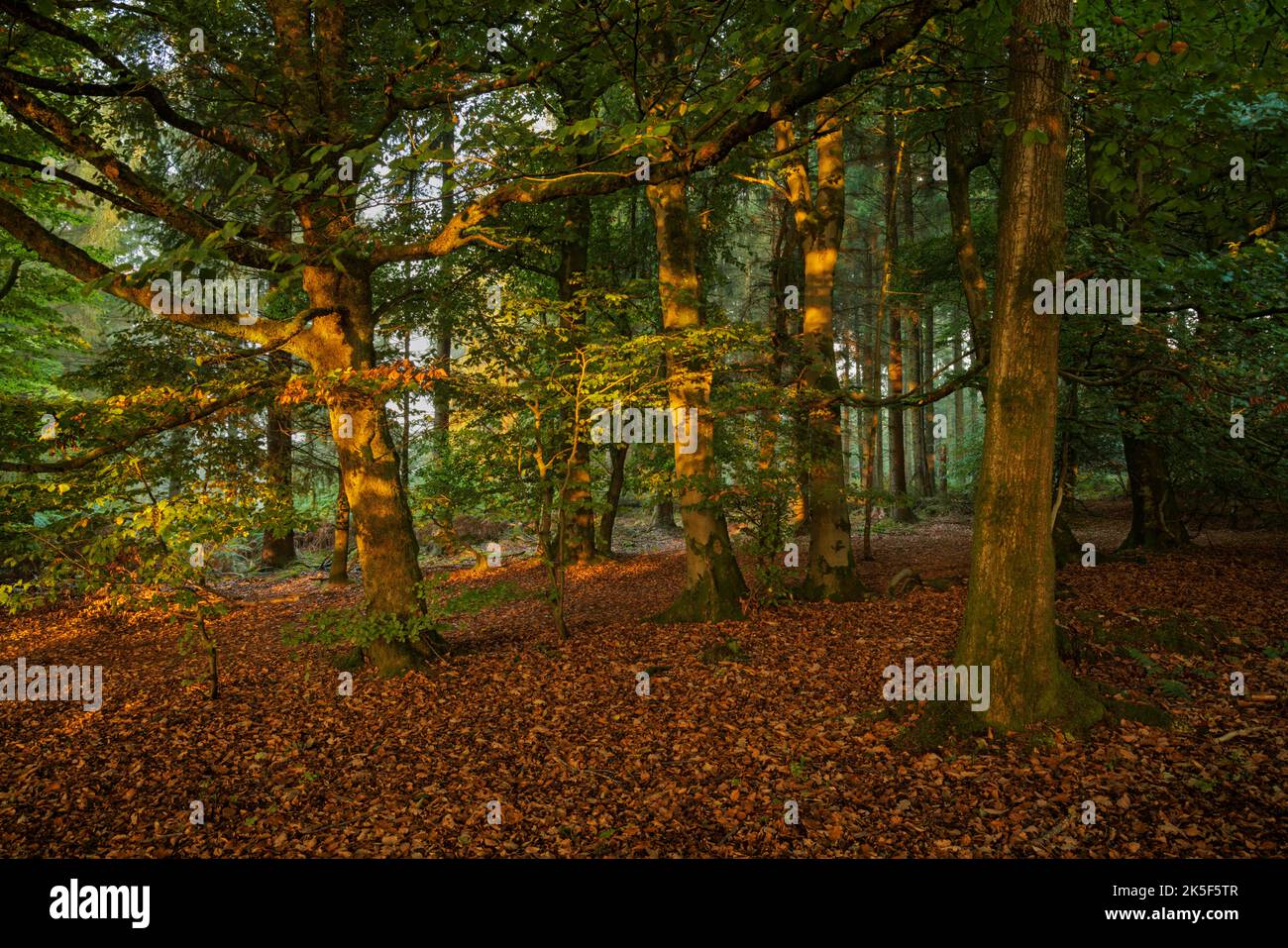 Sonnenbeschienenen Wald in der Nähe von Trellech, Wales. Stockfoto