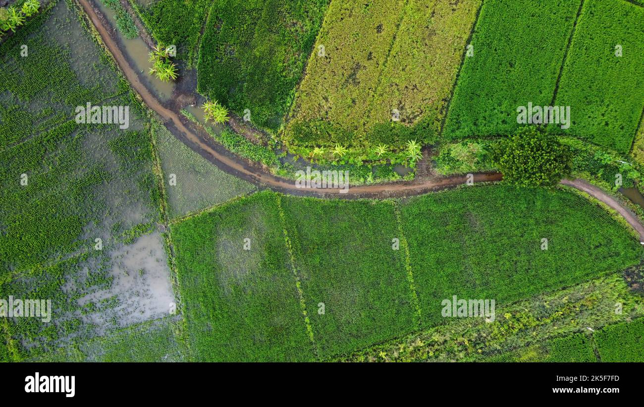 Luftaufnahme von Reisfeldern oder landwirtschaftlichen Gebieten, die von Überschwemmungen in der Regenzeit betroffen sind. Draufsicht auf einen Fluss, der nach heftigem Regen und Überflutung der Agr überläuft Stockfoto
