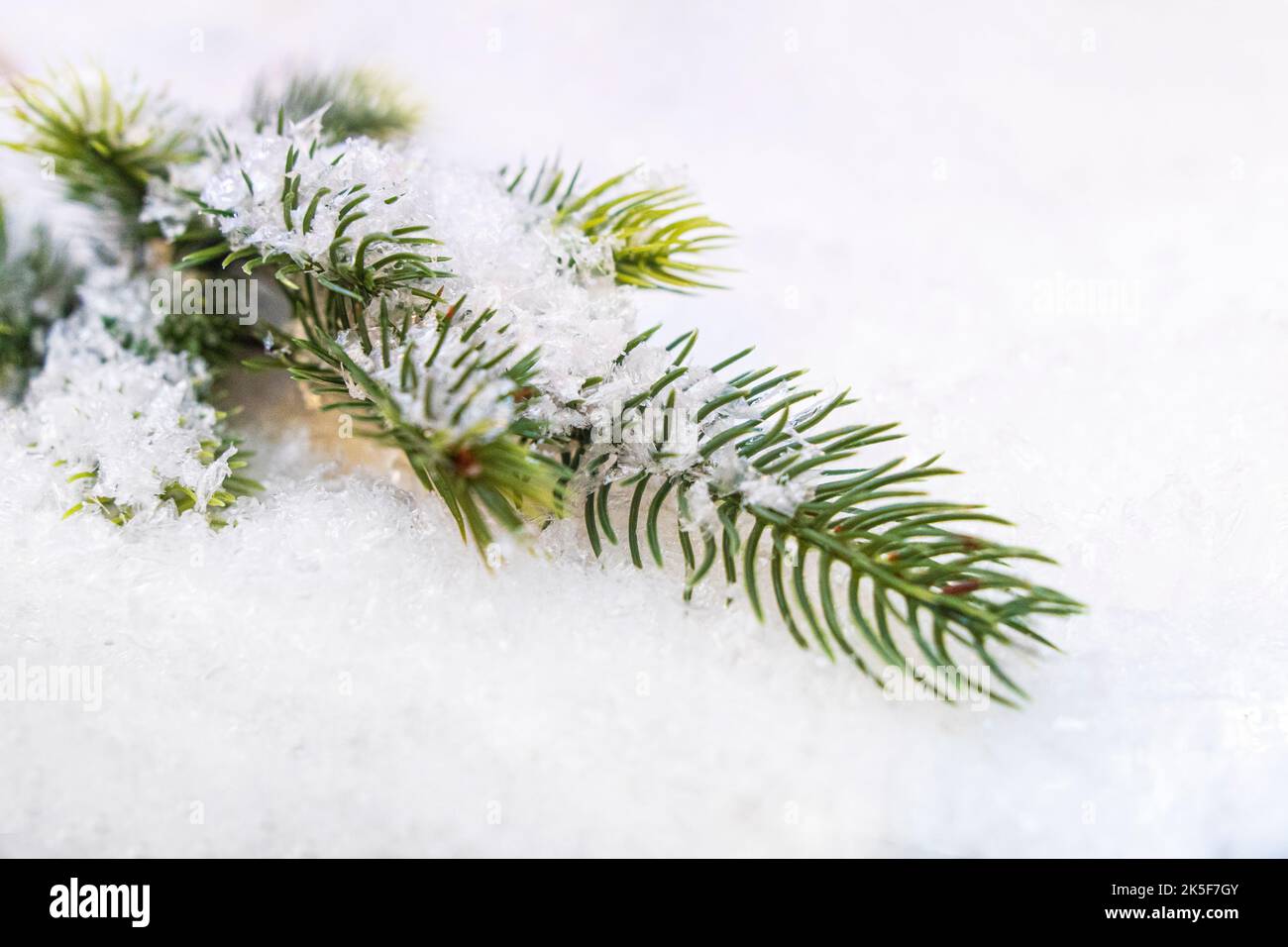 Winterhintergrund mit schneebedecktem Baum. Fichtenzweig im Schnee Stockfoto