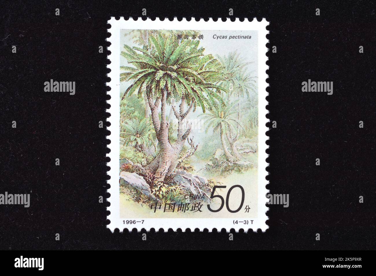 CHINA - UM 1996: Eine in China gedruckte Marke zeigt 1996-7, Scott 2671-74 Cycads Cycas revoluta Thunb , um 1996 Stockfoto