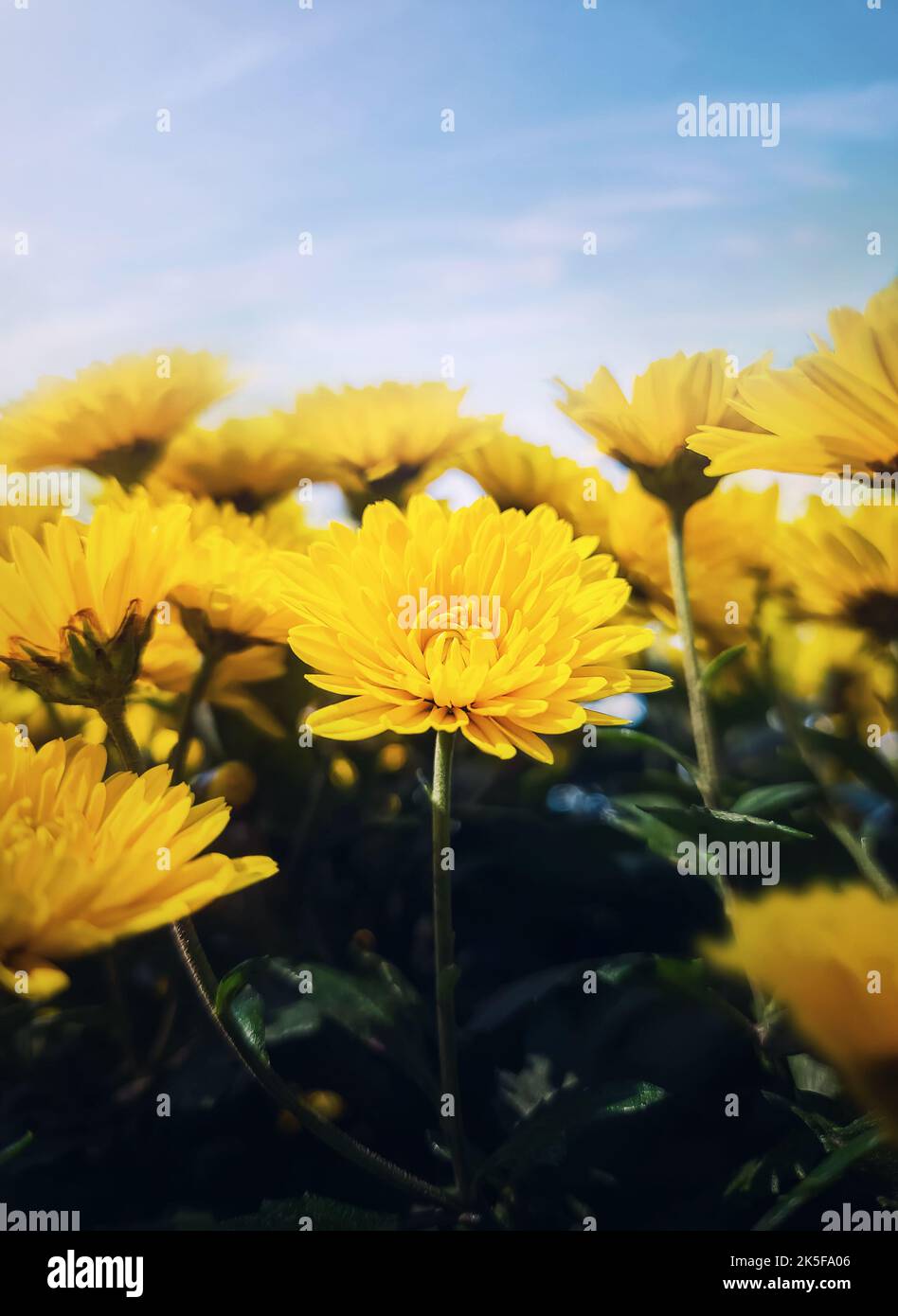 Nahaufnahme gelbe Chrysantheme blüht auf dem Feld. Herbstsaison Natur vertikalen Hintergrund von exquisiten blühenden chrysanthen Stockfoto