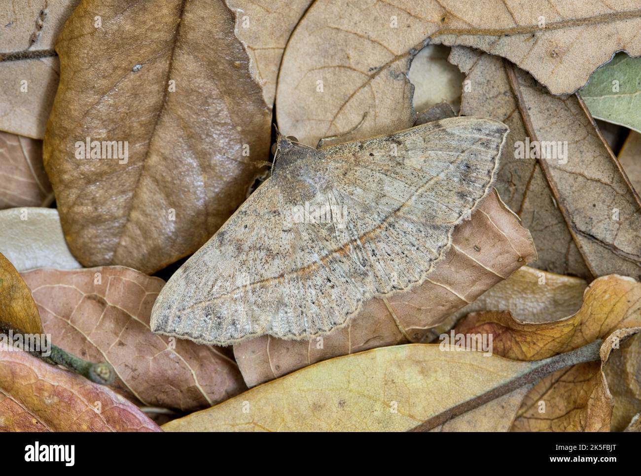 Velvetbean Moth (Anticarsia gemmatalis) mit offenen Flügeln, versteckt in toten Blättern. Häufige Arten in den Golfstaaten der USA gefunden. Stockfoto