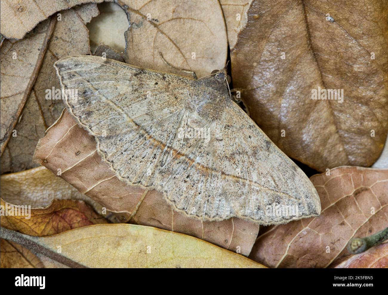 Velvetbean Moth (Anticarsia gemmatalis) mit offenen Flügeln, versteckt in toten Blättern. Häufige Arten in den Golfstaaten der USA gefunden. Stockfoto