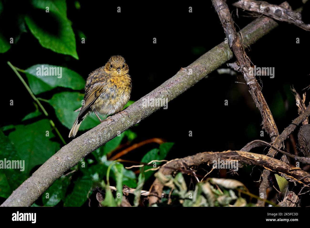 Junger Europäischer Robin Stockfoto