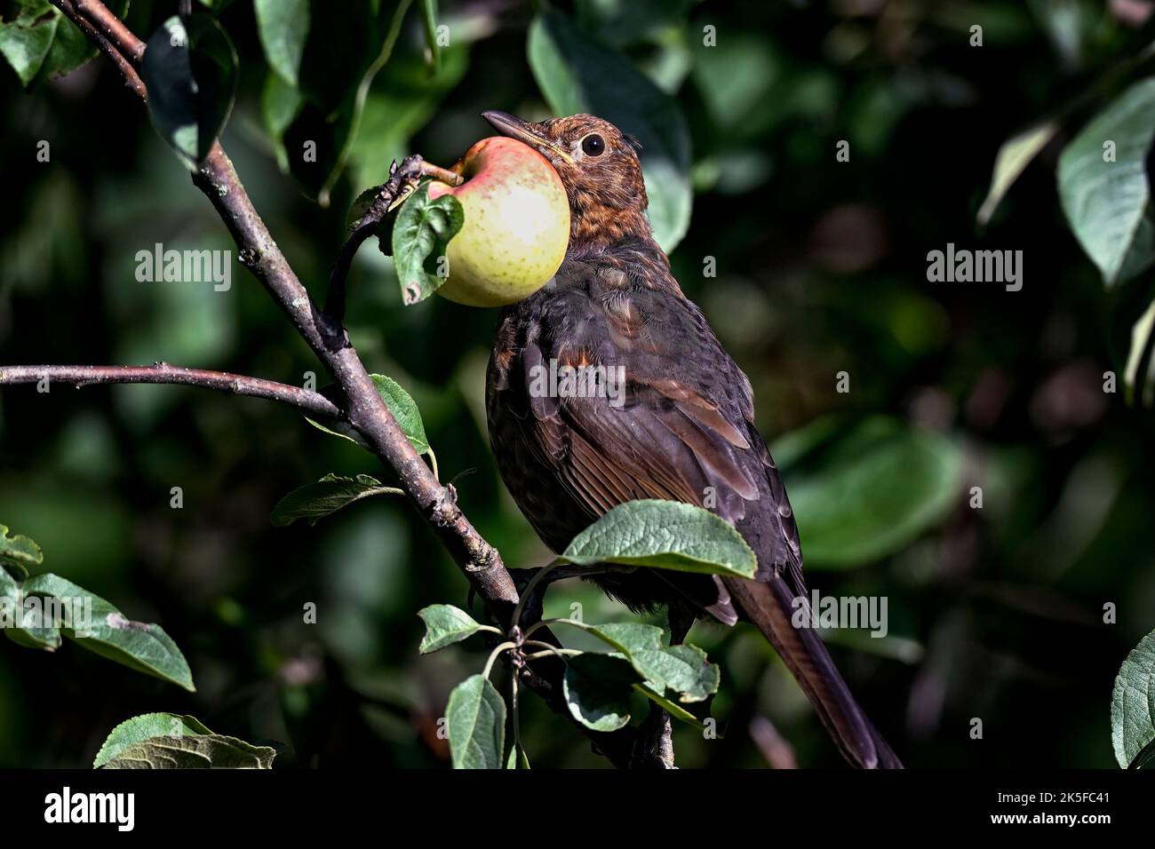 Junger Amsel und ein Apfel Stockfoto