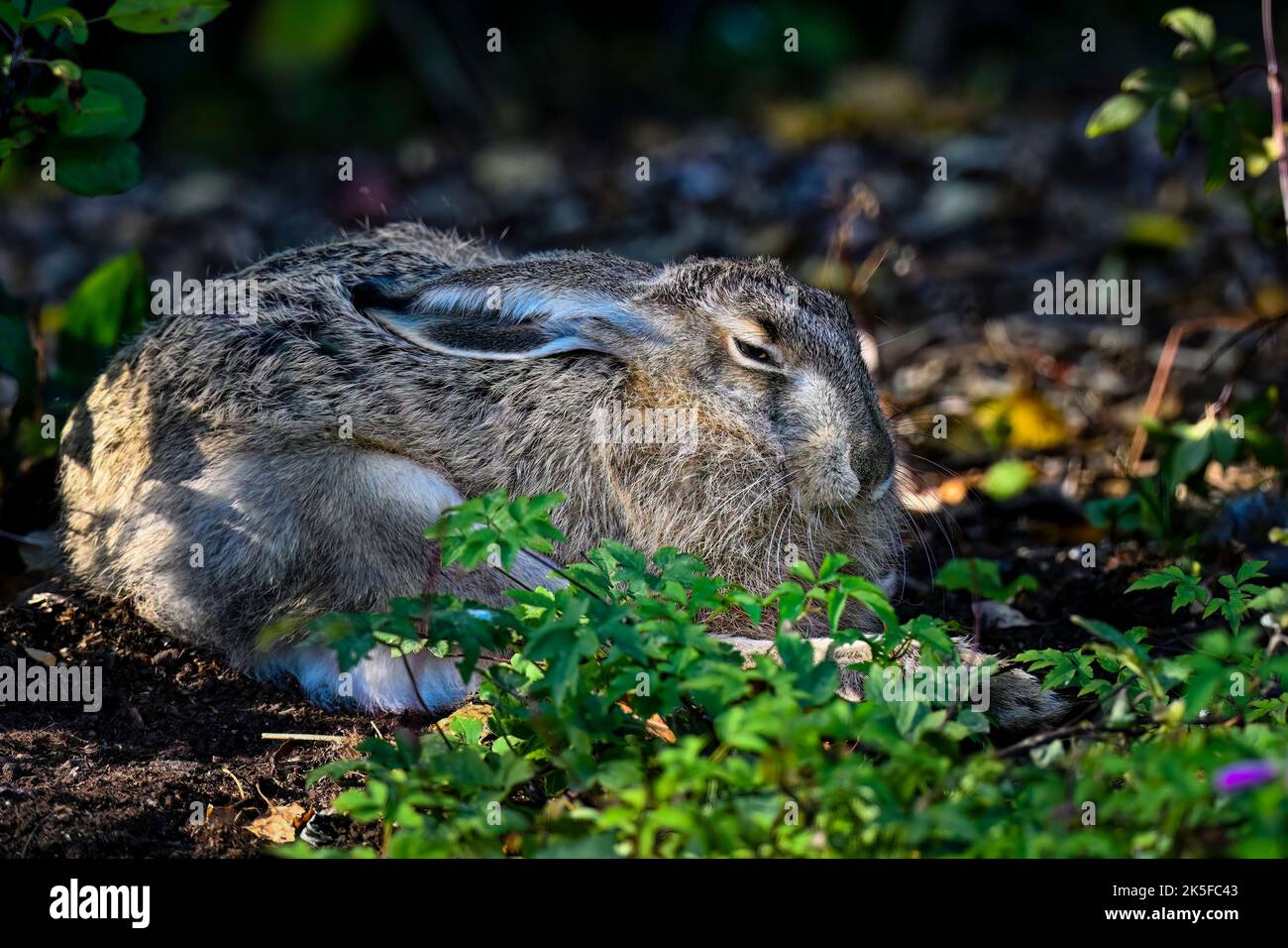 Hasenruhe Stockfoto