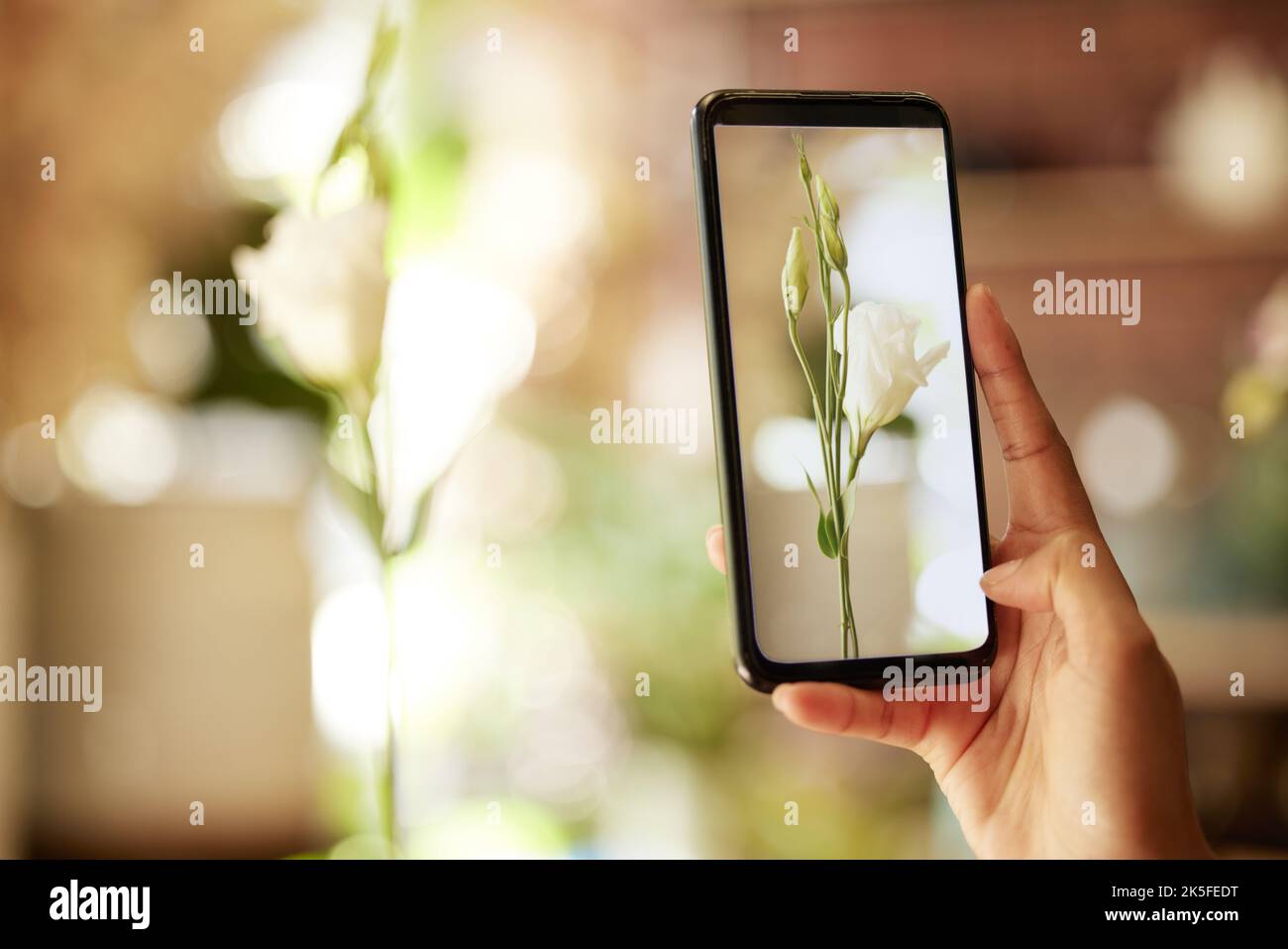 Pflanze, telefoniere und soziale Medien mit der Hand einer Frau, die eine Rose oder Blume in Nahaufnahme fotografiert. Pflanzen, Wachstum und Technologie mit einem Stockfoto