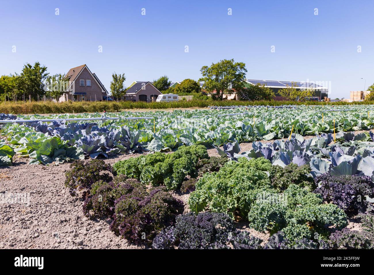 Ackerland mit verschiedenen Kohlarten wie Rotkohl, Grünkohl und Blumenkohl, die in verschiedenen Anschlägen wachsen und im Hintergrund in Nordholland in den Niederlanden betrieben werden Stockfoto