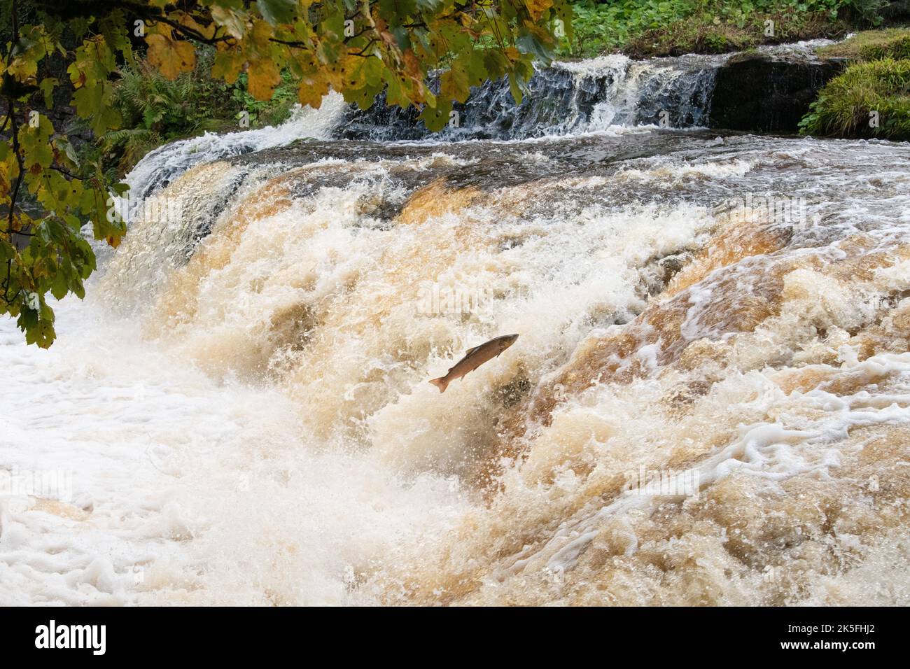 Atlantischer Lachs, der den Wasserfall hochspringt - großer Atlantischer Lachslauf - Töpfe von Gartness, Stirling, Schottland, Großbritannien Stockfoto