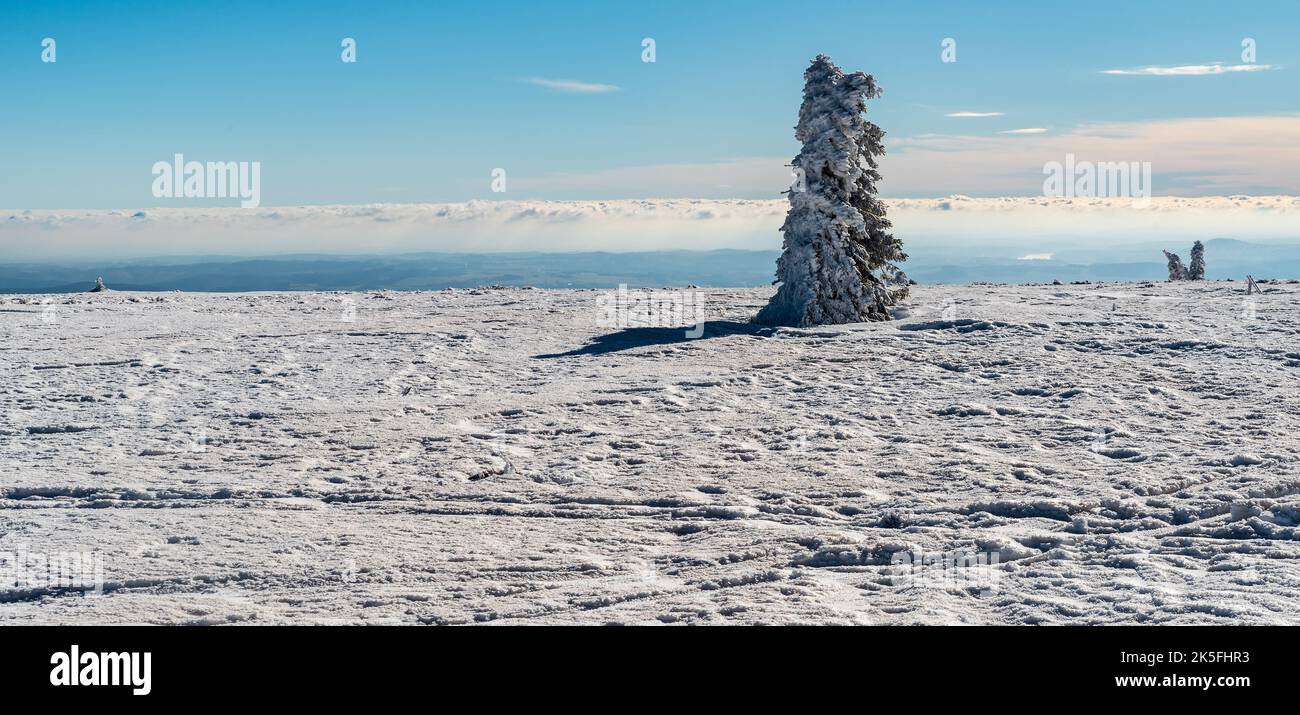 Schneebedeckte Wiese mit vereinzelten Bäumen und blauem Himmel mit Wolken auf Vysoka Loch Hügel im Winter Jeseniky Berge in der Tschechischen republik Stockfoto