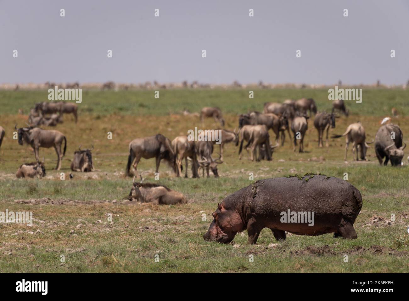 Hippo, Hippopotamus amphibius, Hippopotamidae, Amboseli-Nationalpark, Kenia, Afrika Stockfoto