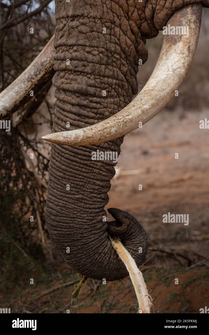African Elephant, Loxodonta africana, Elephantidae, Tsavo East National Park, Kenia, Afrika Stockfoto