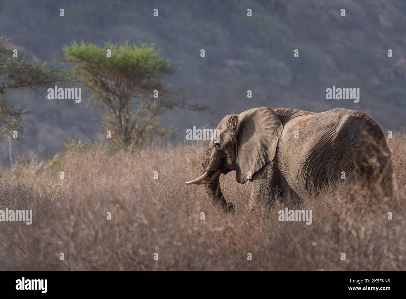 African Elephant, Loxodonta africana, Elephantidae, Tsavo East National Park, Kenia, Afrika Stockfoto