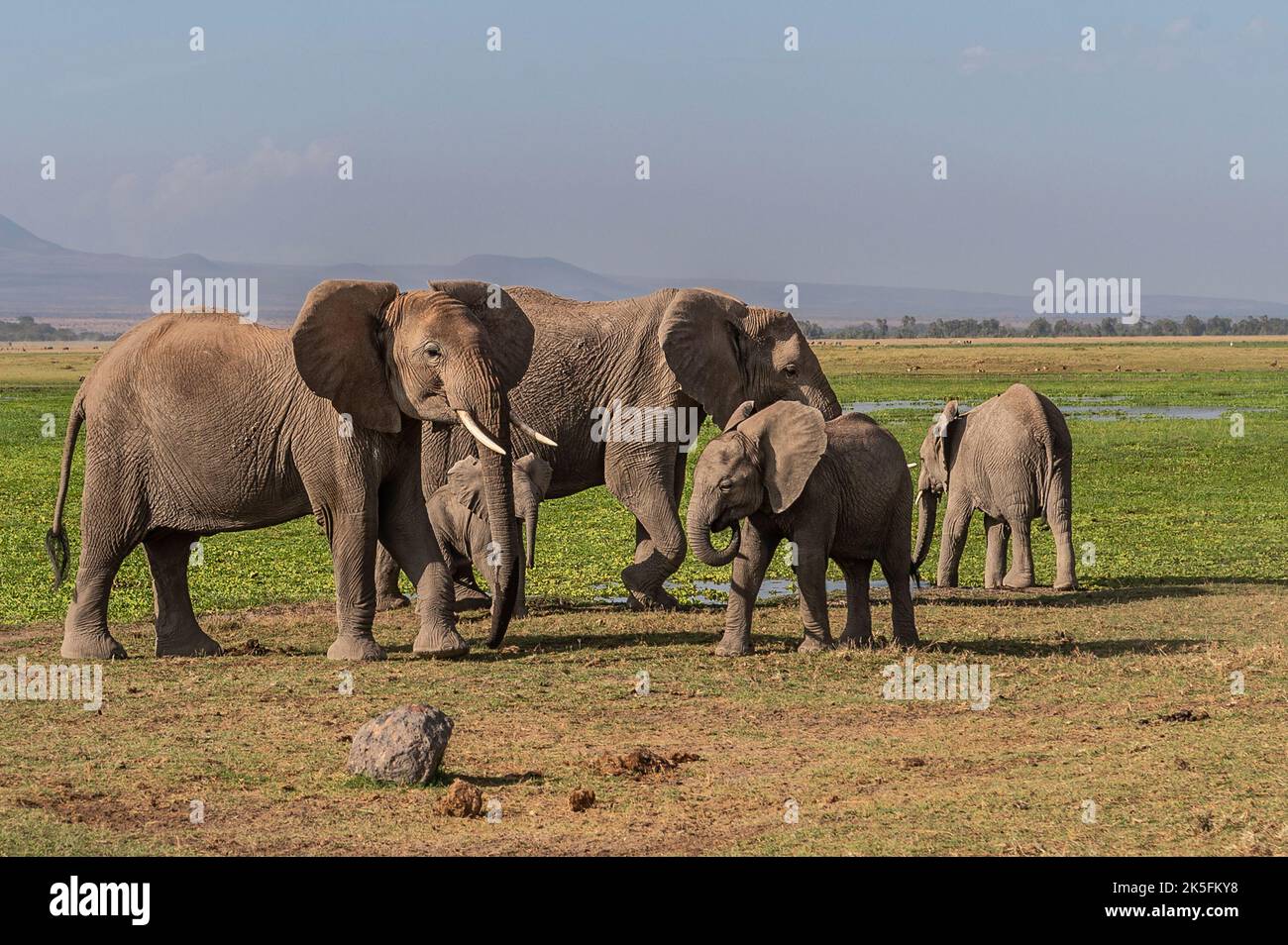 African Elephant, Loxodonta africana, Elephantidae, Amboseli National Park, Kenia, Afrika Stockfoto