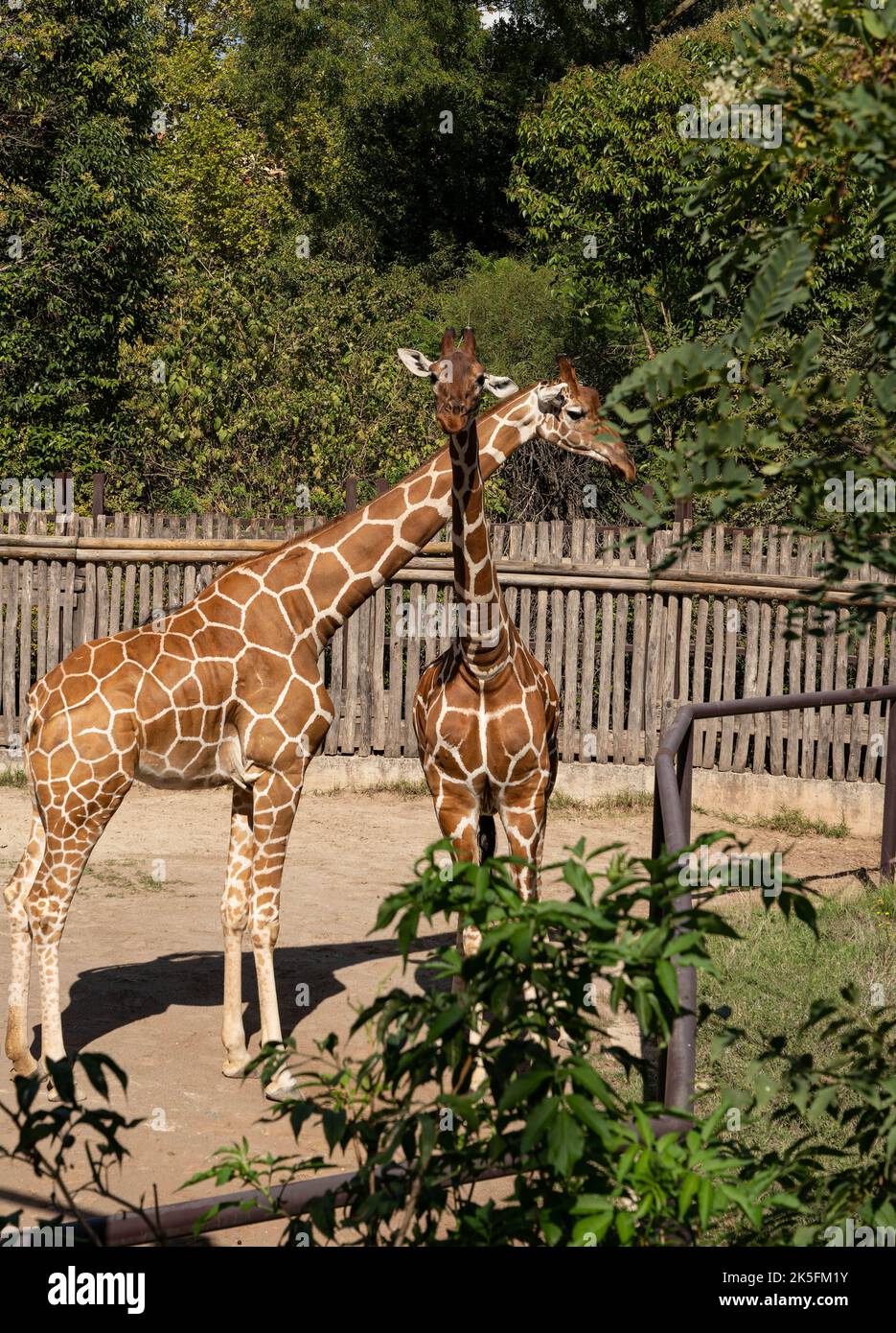 Giftgiraffe (Giraffa reticulata oder Giraffa camelopardalis reticulata), auch bekannt als somalische Giraffe, Bioparco di Roma, Zoo Rom, Italien Stockfoto