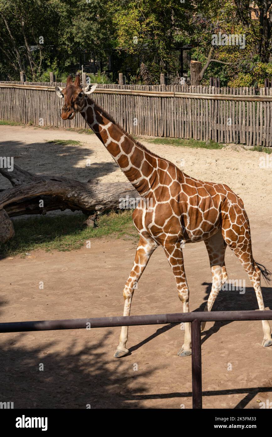 Giftgiraffe (Giraffa reticulata oder Giraffa camelopardalis reticulata), auch bekannt als somalische Giraffe, Bioparco di Roma, Zoo Rom, Italien Stockfoto