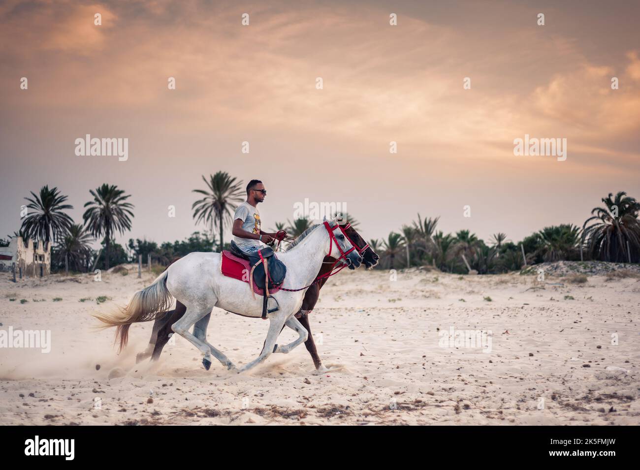 Sousse, Tunesien-17.09.2019: Ein junger Mann fährt zwei Pferde nahe der Mittelmeerküste. Er ist ein Profisportler und Fahrer. Stockfoto