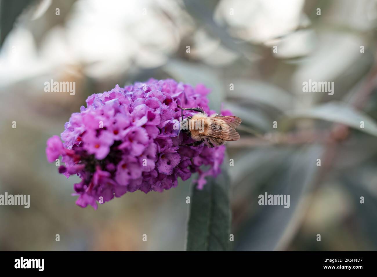Eine Nahaufnahme einer Hummel, die Nektar von einer purpurnen Schmetterlingsbuschblume sammelt Stockfoto