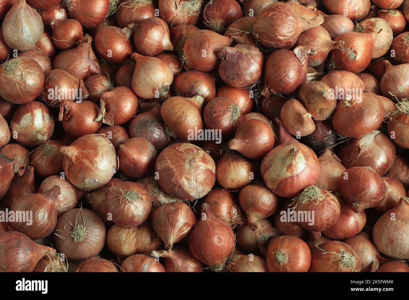 Reife braune Zwiebeln, die auf dem Markt von bangladesch zu finden sind Stockfoto