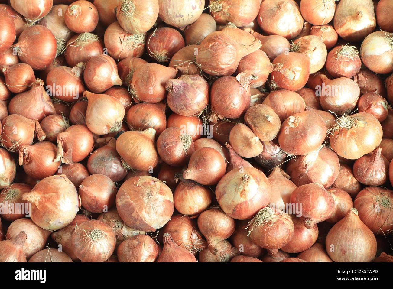 Helle braune Zwiebel auf dem markt von bangladesch Stockfoto