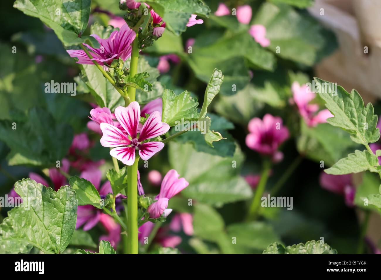 Malva sylvestris oder Käse Blume Pflanzen Blick für den Hintergrund Stockfoto