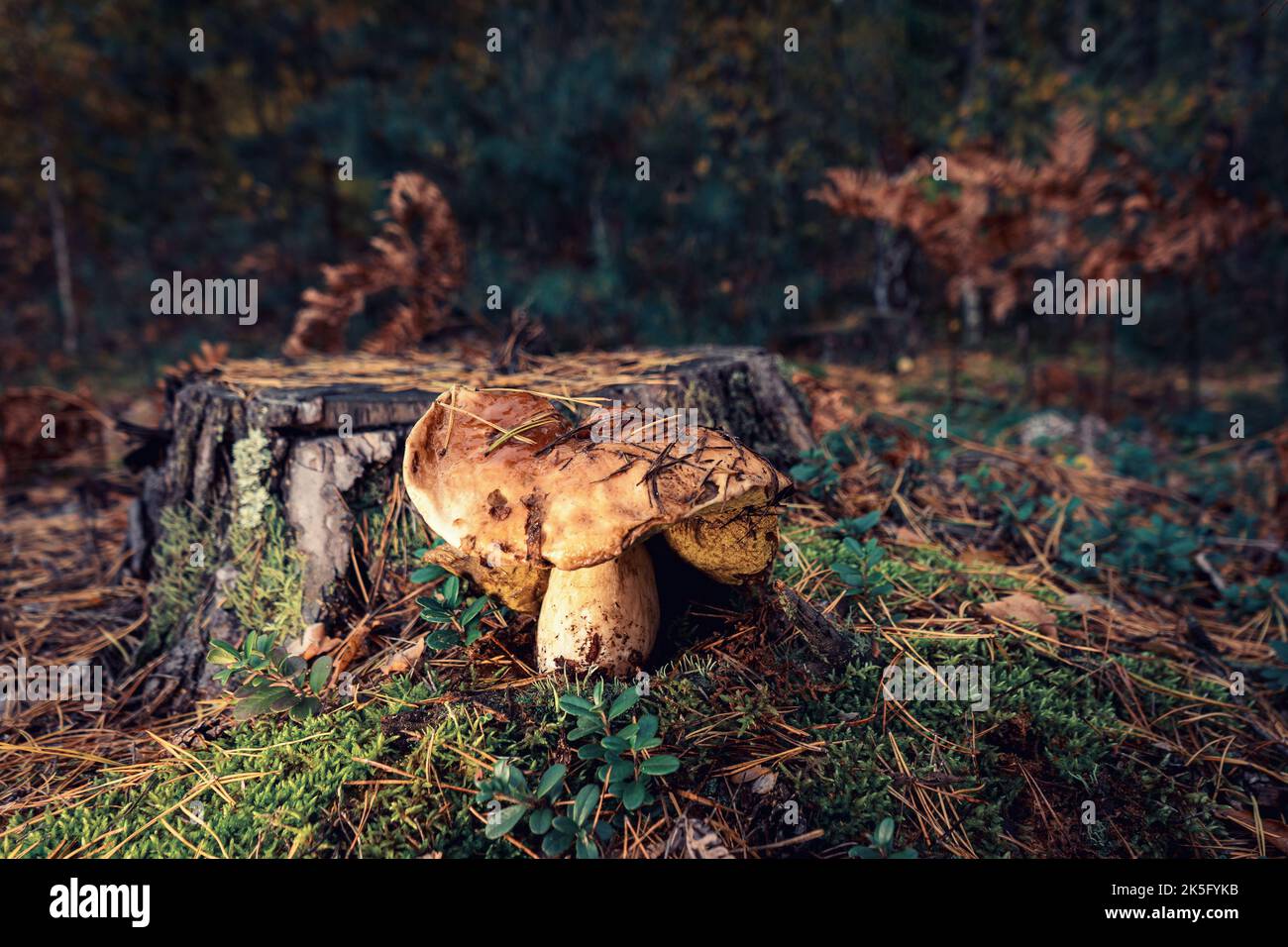 Weißer essbarer Pilz nach Regen in einer Waldlichtung im Herbst. Stockfoto