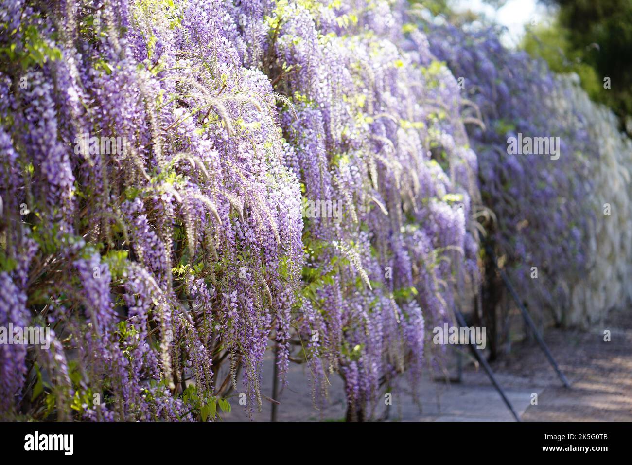 Wisteria sinensis Stockfoto