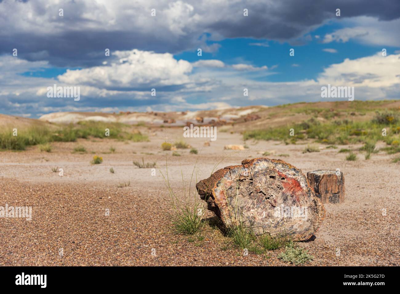 Versteinertes Holz im Petrified Forest National Park, Arizona, USA Stockfoto