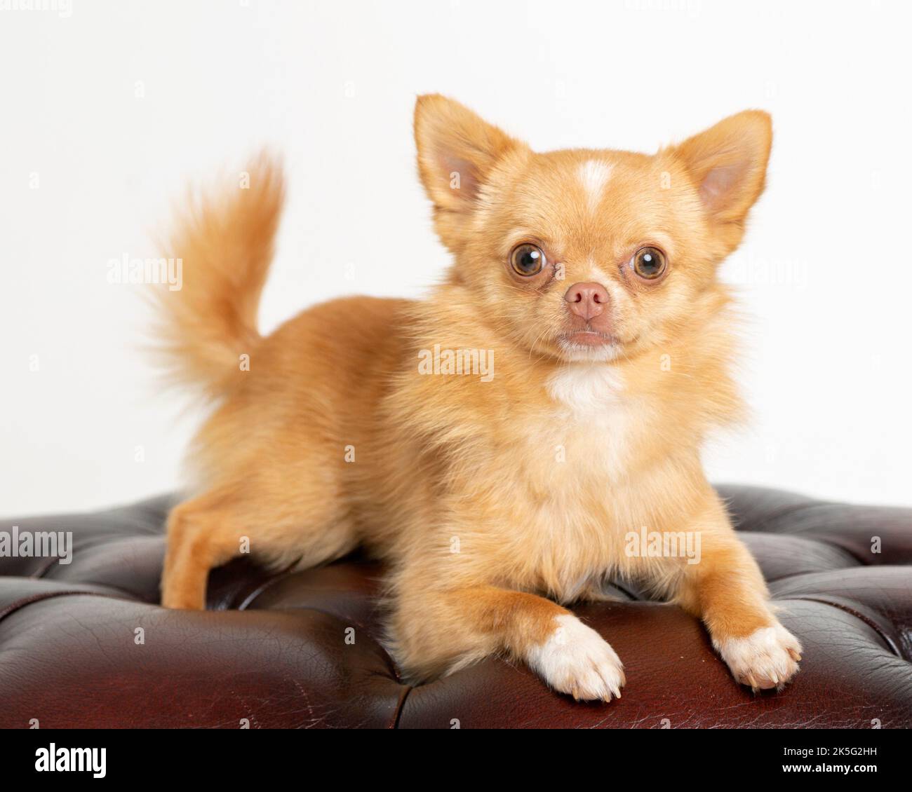 Tiny Pomchi Dog - Hund, niedlich und flauschig, kleiner Hund Stockfoto