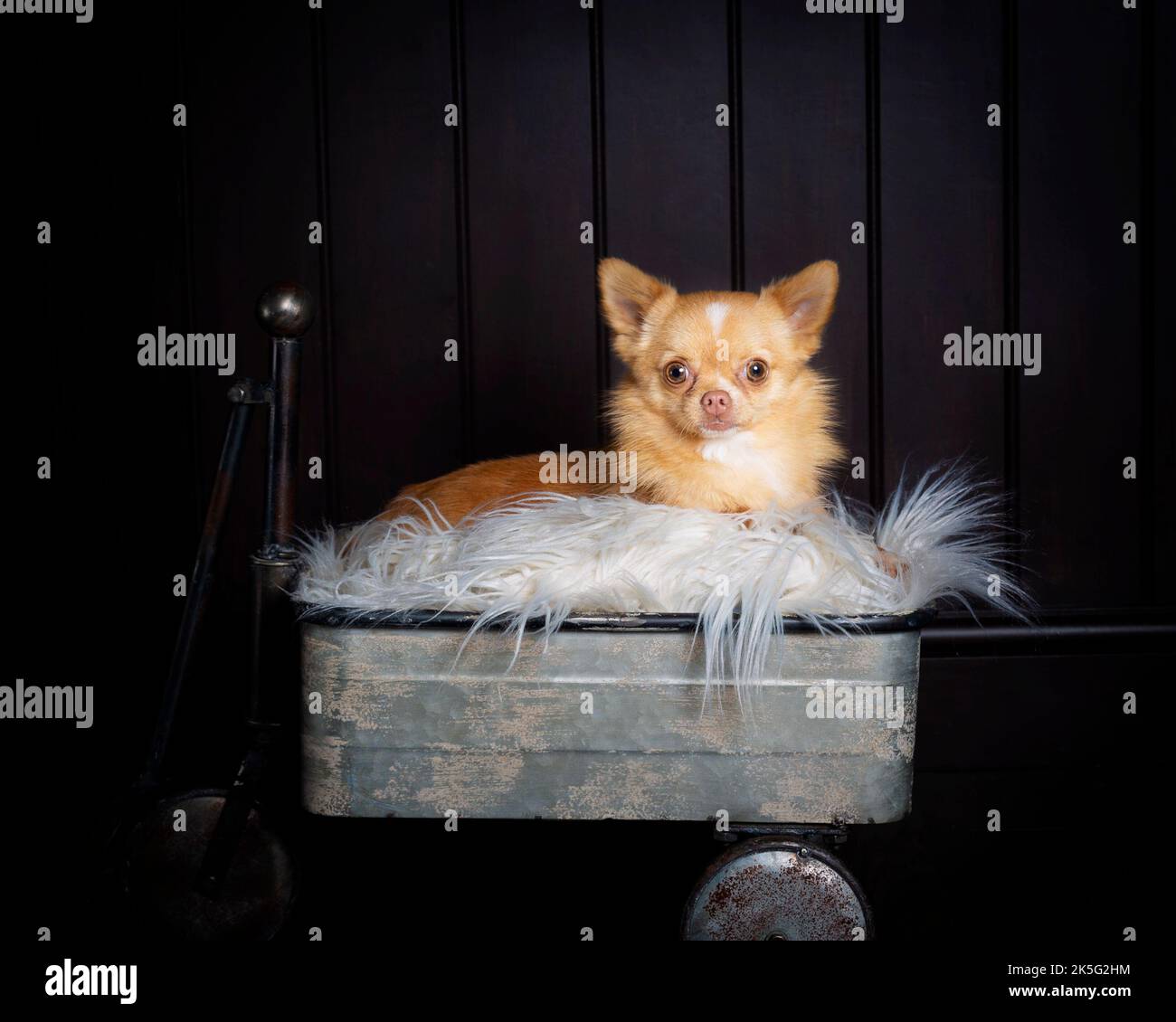 Tiny Pomchi Dog - Hund, niedlich und flauschig, kleiner Hund Stockfoto