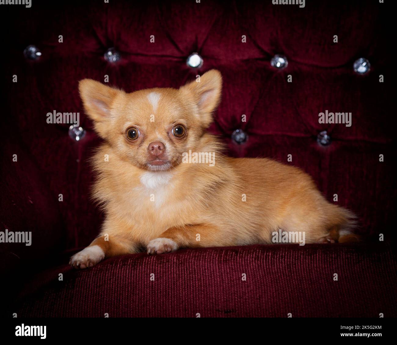 Tiny Pomchi Dog - Hund, niedlich und flauschig, kleiner Hund Stockfoto