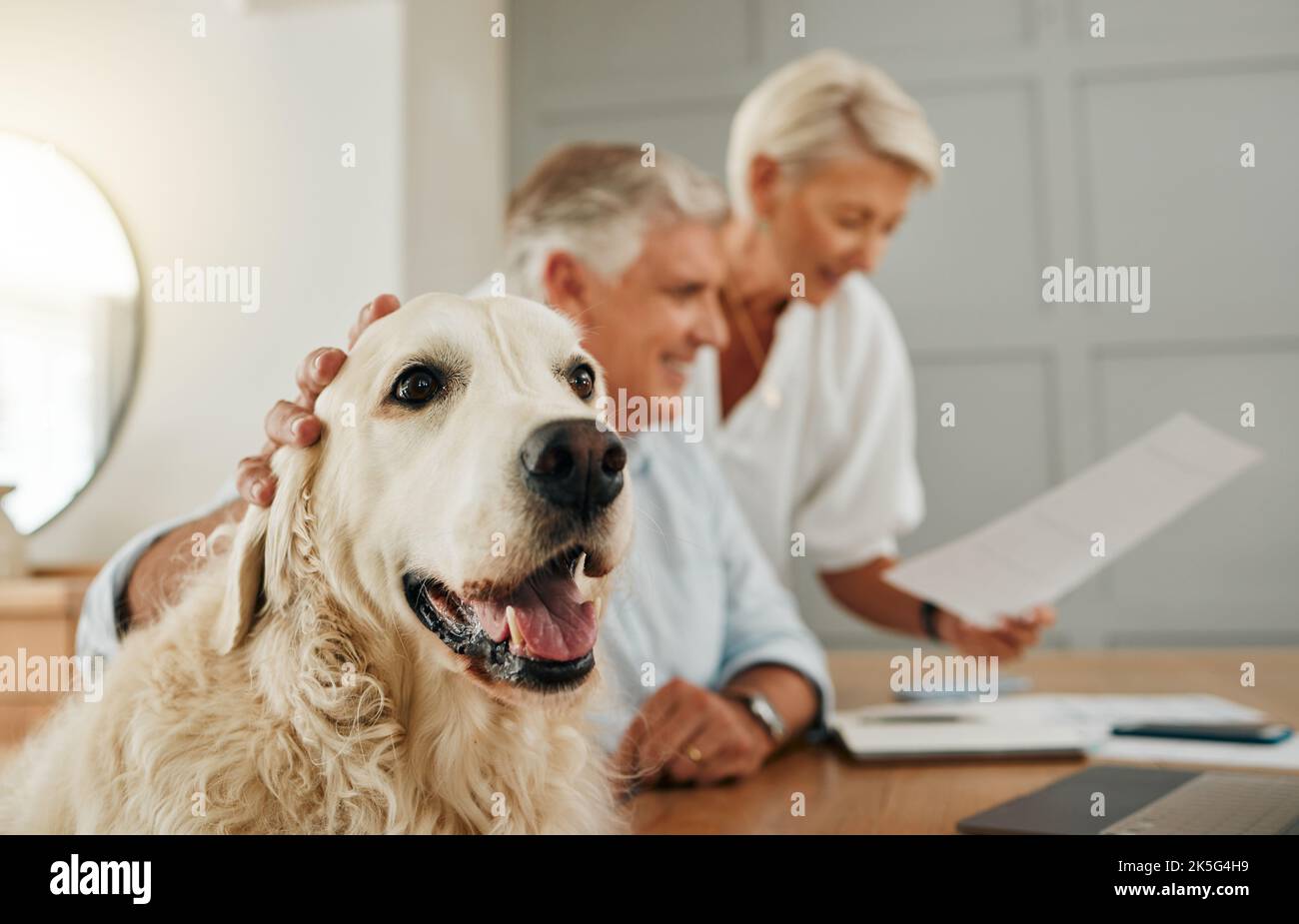 Ältere, ältere Paare und Hunde von Menschen in einem Haus, die sich Verträge und Dokumente angeschaut haben. Glück eines Mannes, einer Frau und eines Tieres im Ruhestand suchen Stockfoto