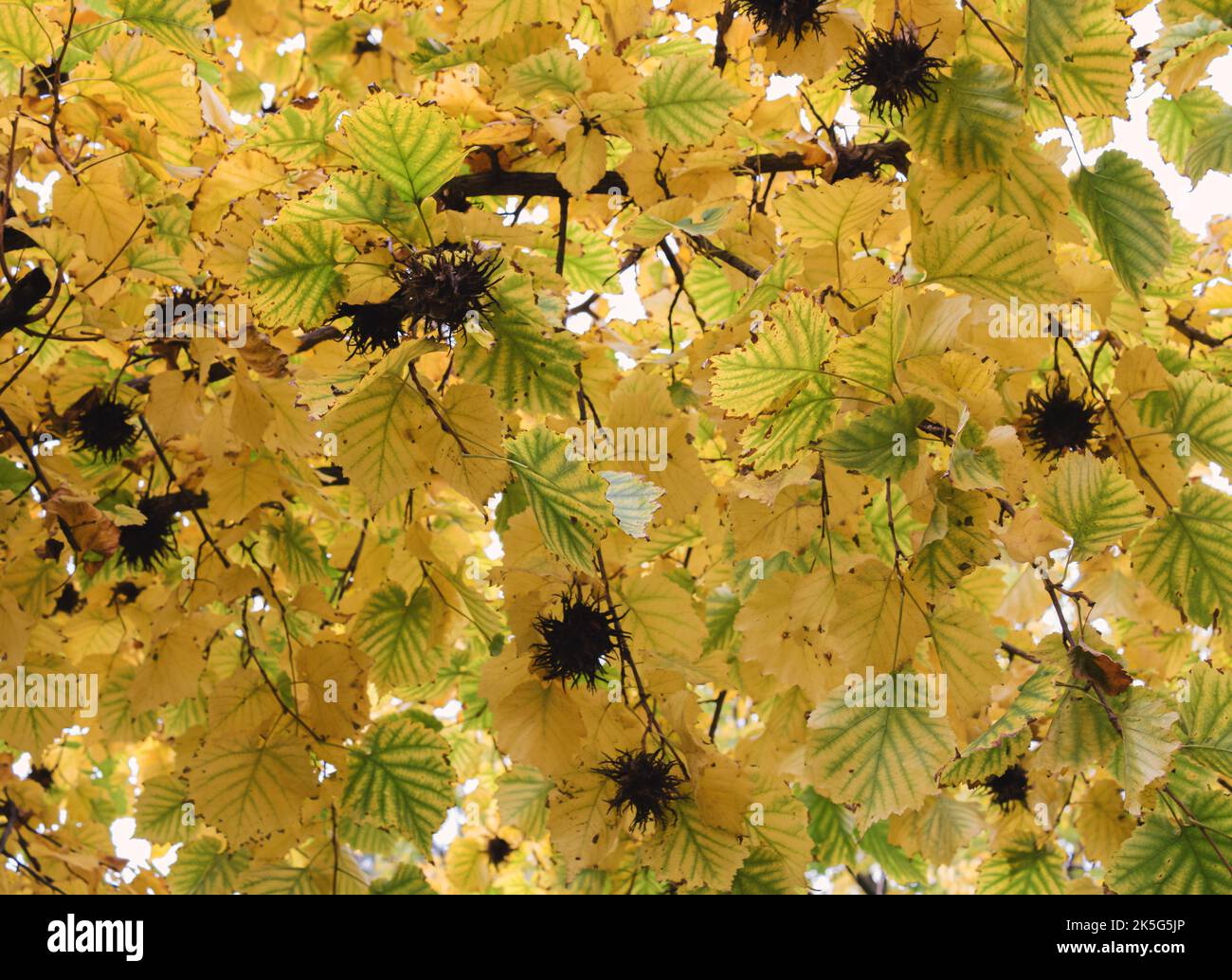 Herbstfarben der Blätter auf den Bäumen im Park. Gelb, grün mit blauen und weißen Wolken. Stockfoto