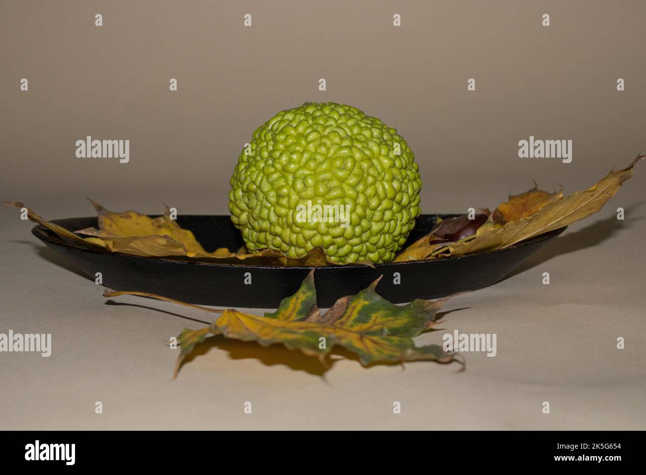 Maclura pomifera grüne Frucht mit gelben Kürbisblättern am Baum. Beigefarbener Hintergrund. Herbst. Stockfoto