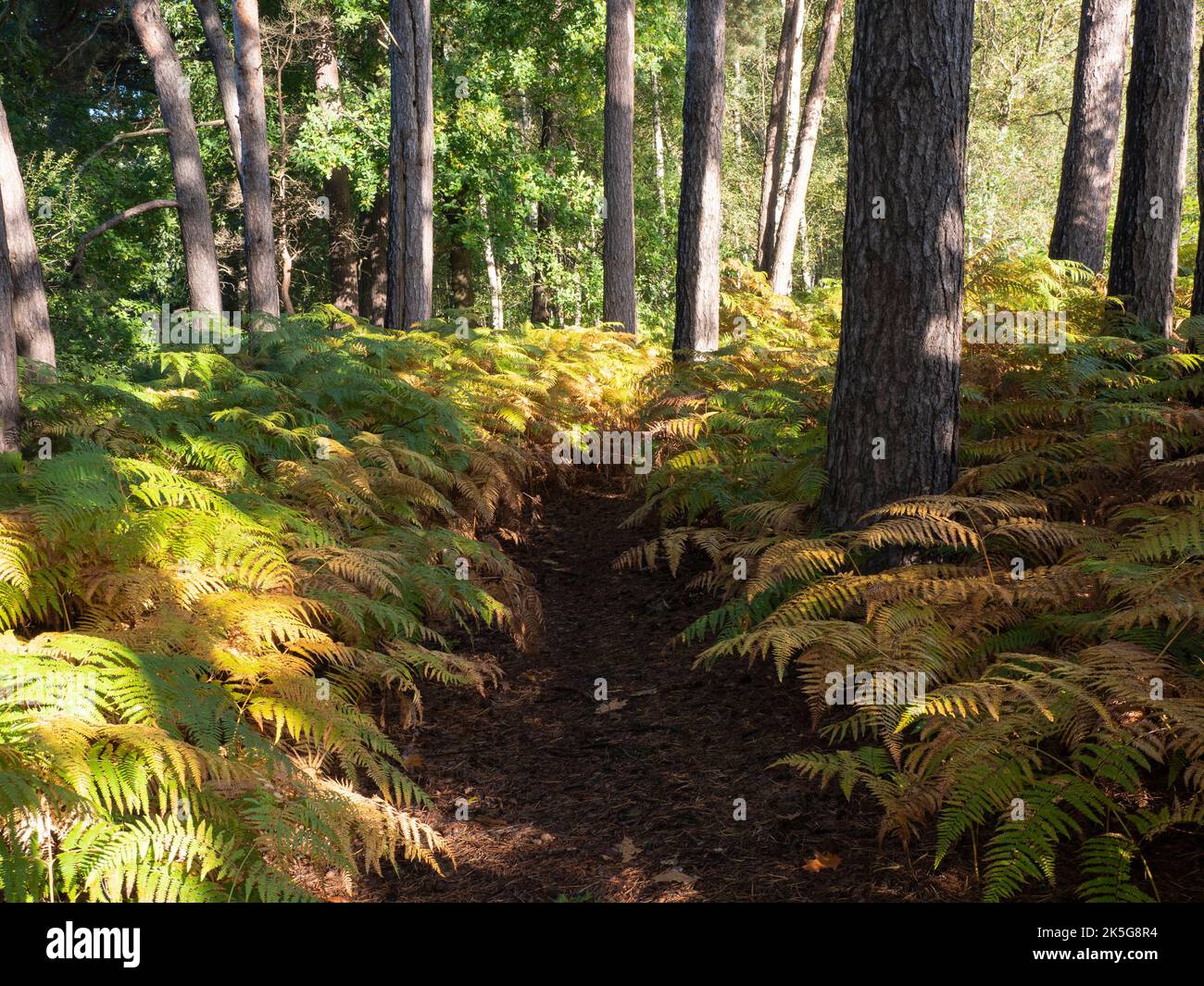 Waldweg mit Farnen links und rechts mit seinem lateinischen Namen Dryopteris dilatata, an einem sonnigen Herbsttag Stockfoto