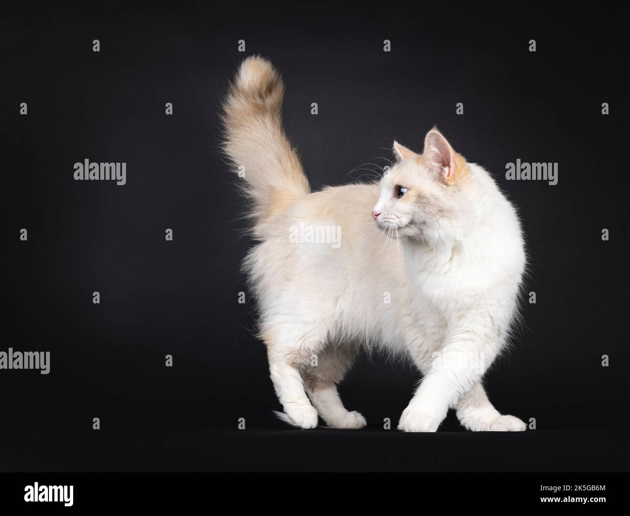 Hübsche junge blaue schildpatt Ragdoll Katze, zu Fuß und dreht Nebenwege. Mit blauen Augen von der Kamera wegschauen. Isoliert auf schwarzem Hintergrund. Stockfoto