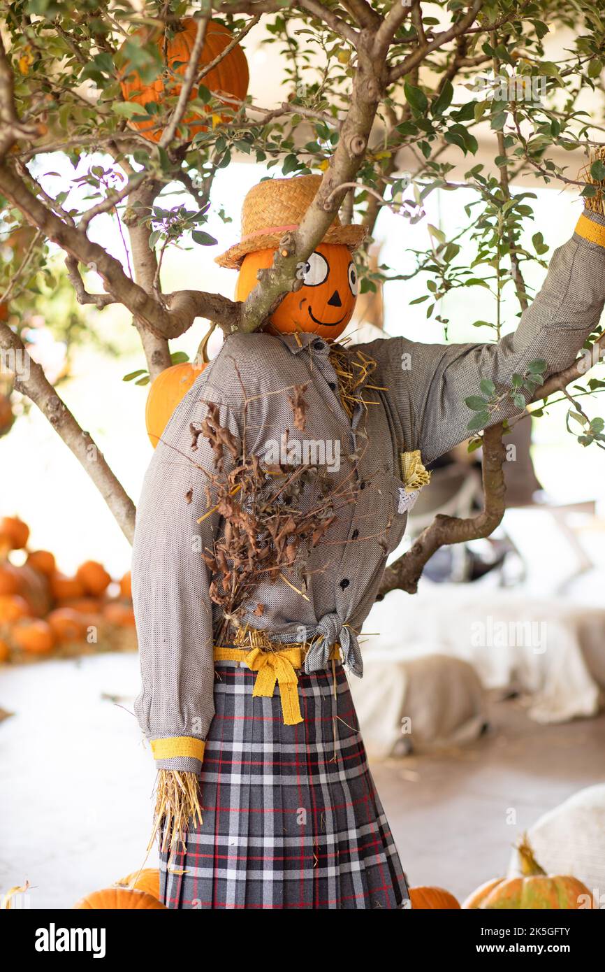 Vogelscheuche in der Nähe von Baum und Kürbisse Dekoration für Halloween Urlaub. Stockfoto