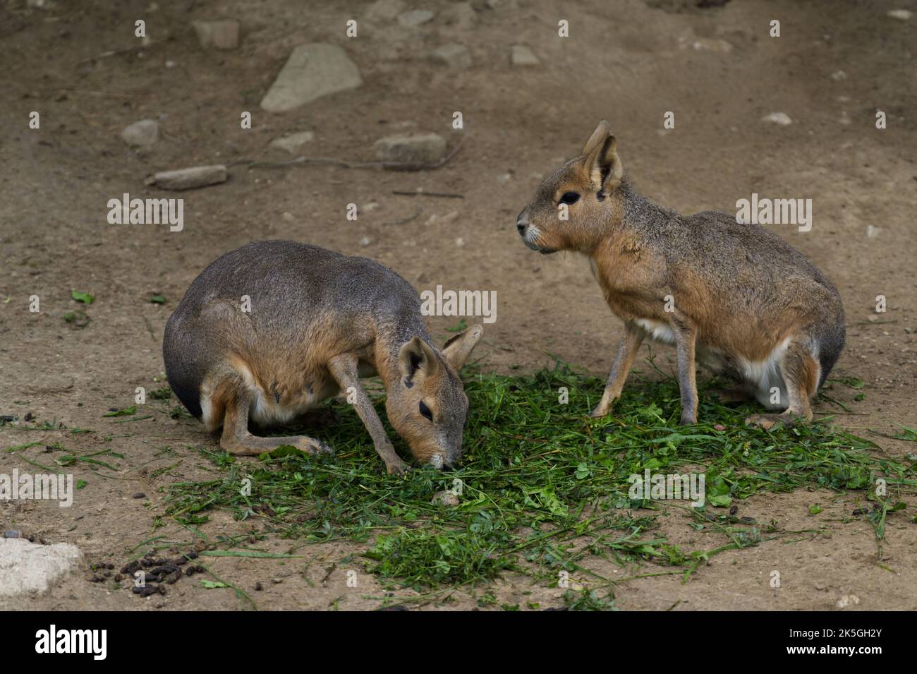 Patagonian Mara Pärchen essen frisches Essen Stockfoto