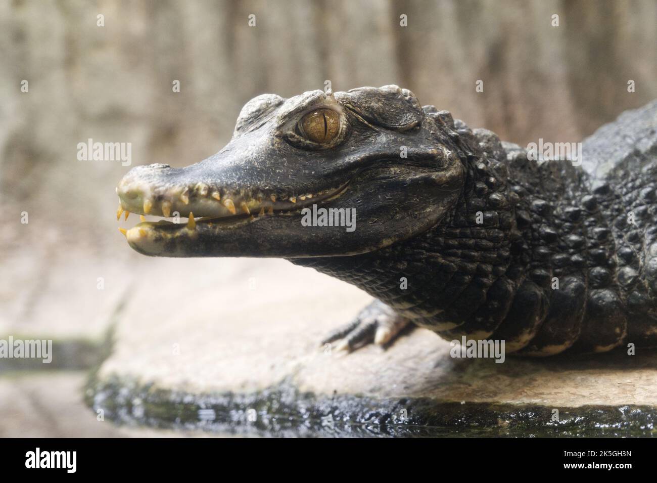 Alligator mit offenem Mund sitzend bedrohlich Stockfoto