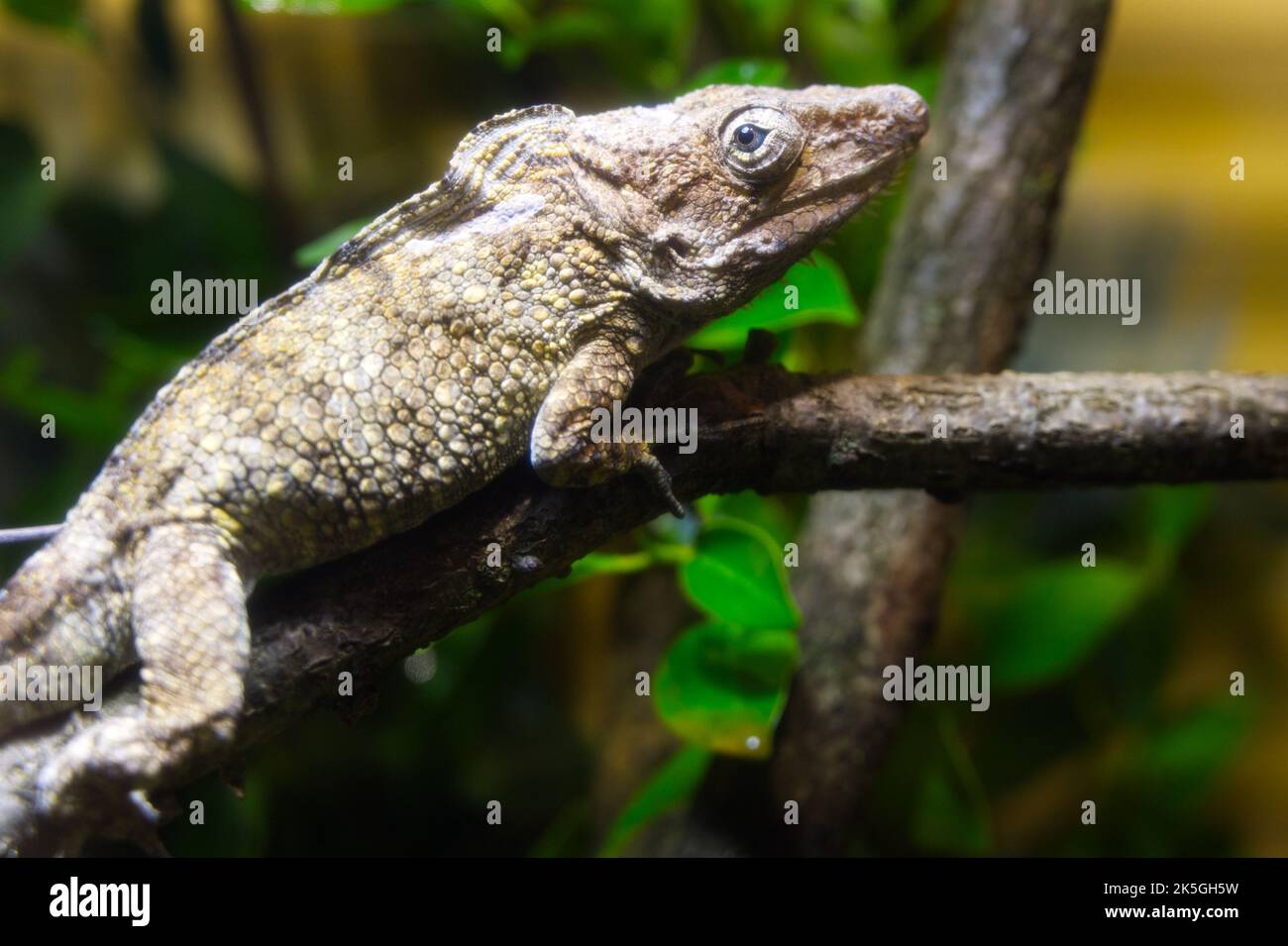 Anolis barbatus eine kleine Chamäleoneidechse aus Kuba Stockfoto
