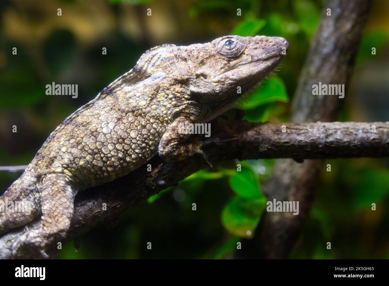 Anolis barbatus eine kleine Chamäleoneidechse aus Kuba Stockfoto