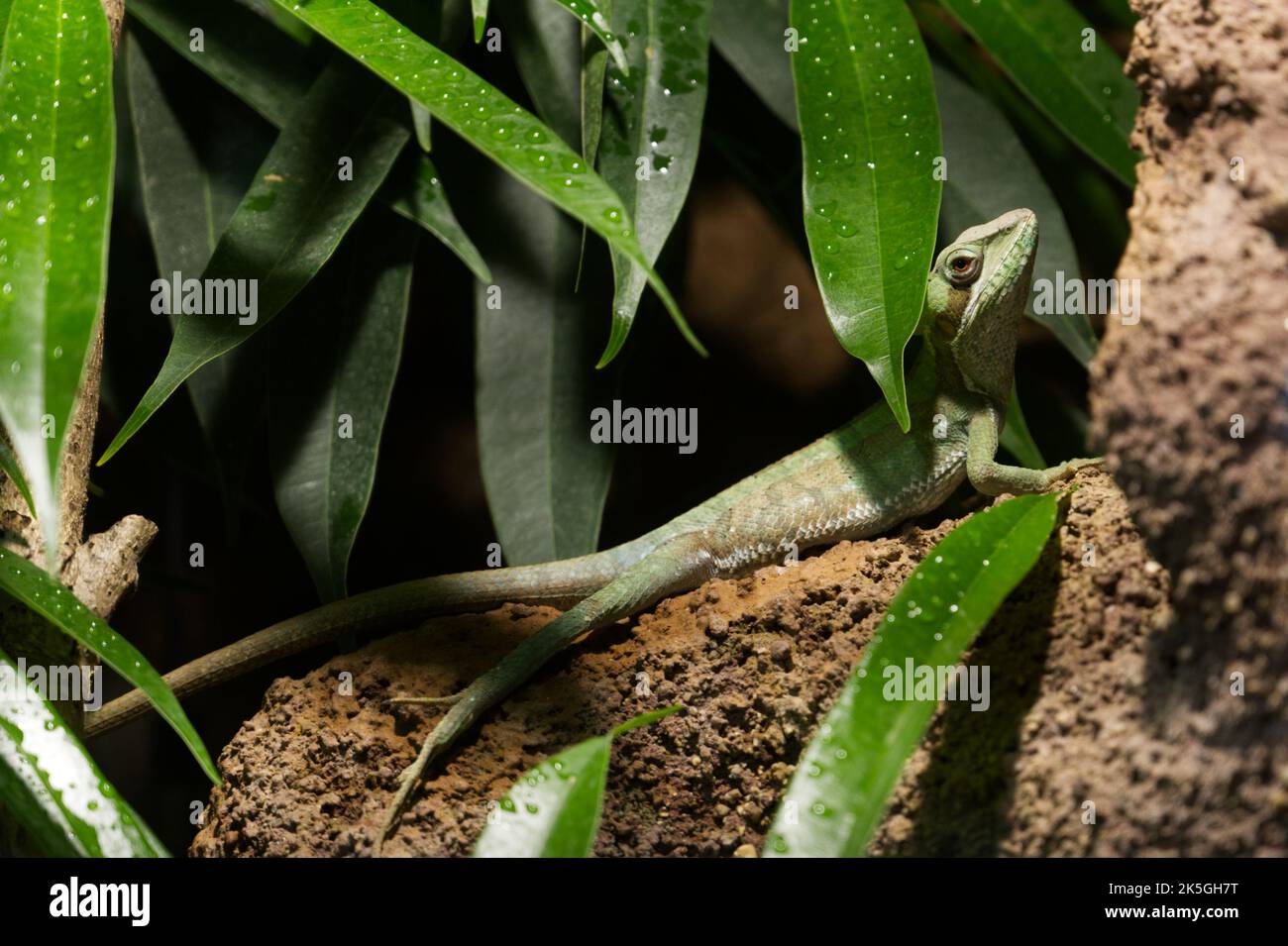 Langbeinige Basilisken-grüne Eidechse, die auf dem Baumstäbchen sitzt Stockfoto