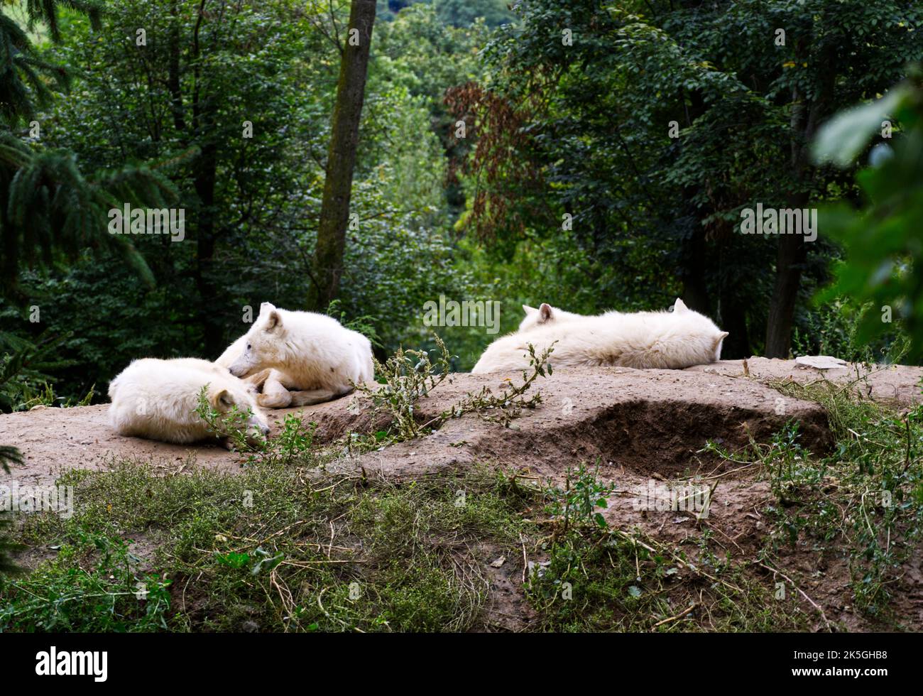 White Wolf Pack liegt im Wald Stockfoto