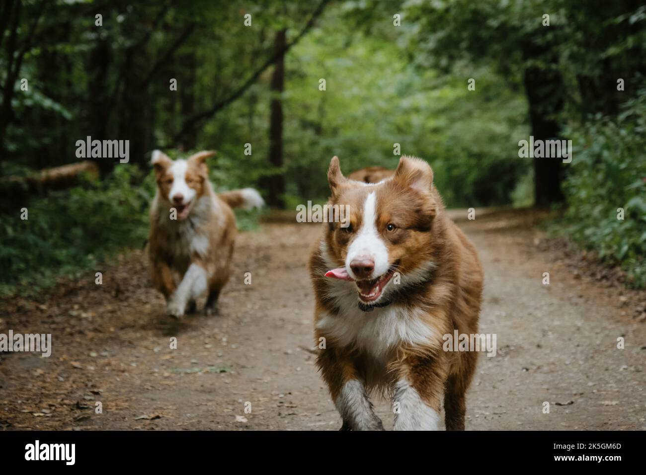 Zwei Australian Shepherds laufen im Sommer auf der Waldstraße. Glückliche beste Freunde aussie rote Trikolore und rote Merle haben Spaß zusammen im Park. Vorderansicht. Zwei Stockfoto