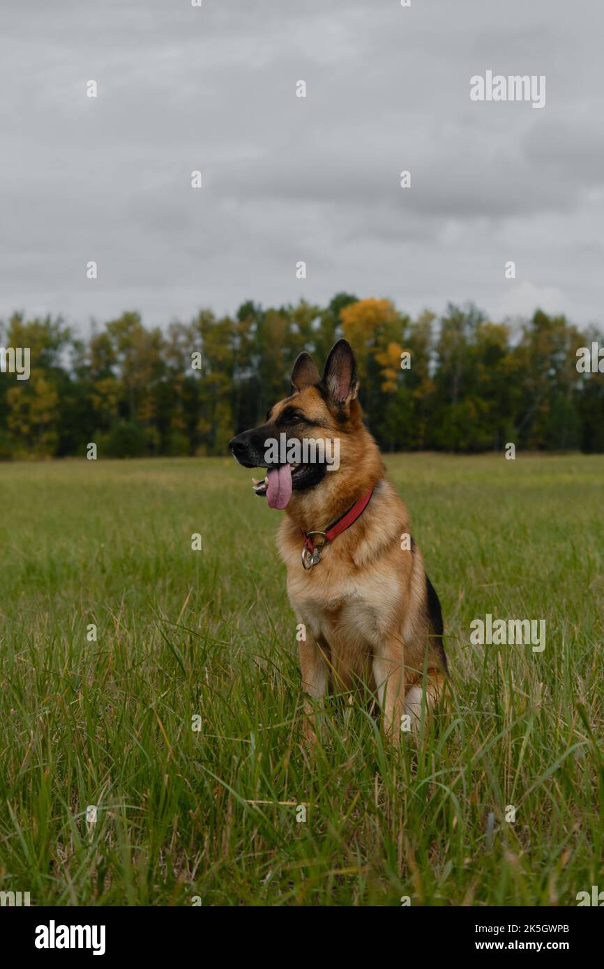 Schwarz und rot erwachsenen Schäferhund sitzt im grünen Feld im Herbst vor dem Hintergrund der gelben Bäume und grau bewölkten Himmel. Haustier auf Spaziergang im Herbst, keine haustiere Stockfoto