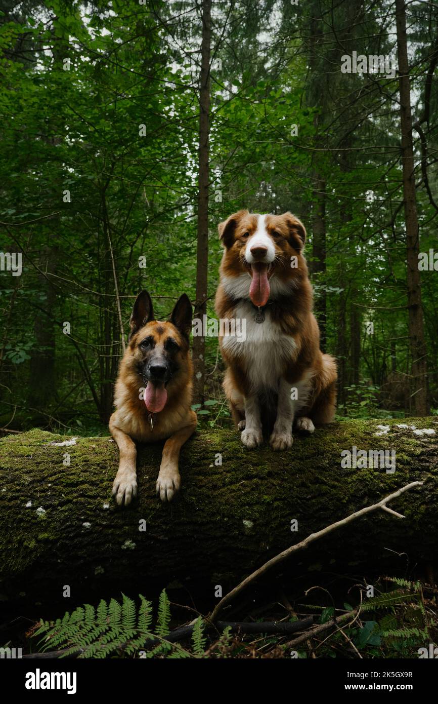 Konzept von Haustieren außerhalb ohne Menschen. Zwei Hunde liegen und sitzen auf einem umgestürzten Baum im Nadelwald. Australier und Deutscher Schäferhund posieren mit ihren Stockfoto