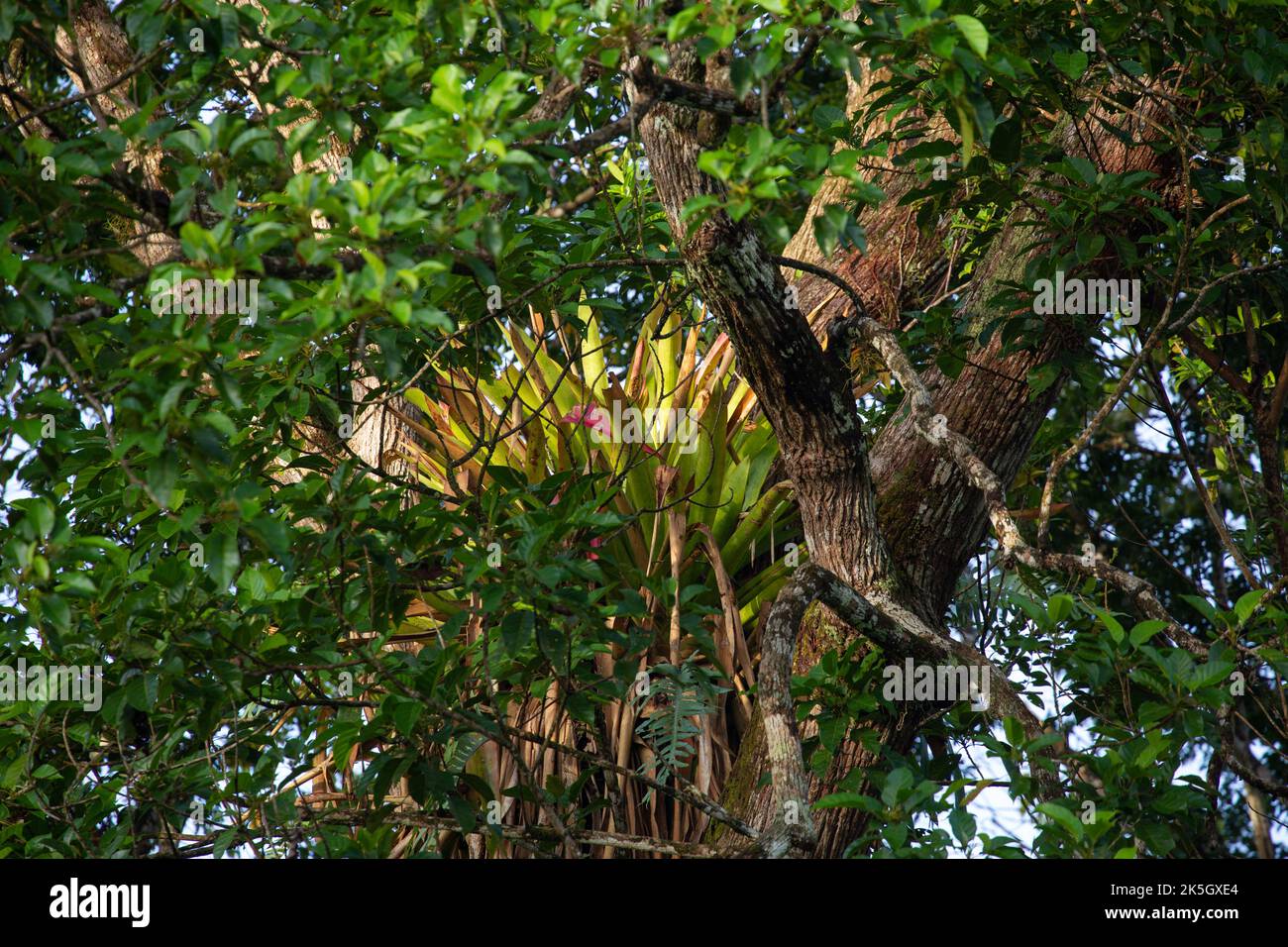 Eine große und dichte Bromeliade, die in einem Baumkrone im Dschungel von Costa Rica eingebettet ist. Stockfoto