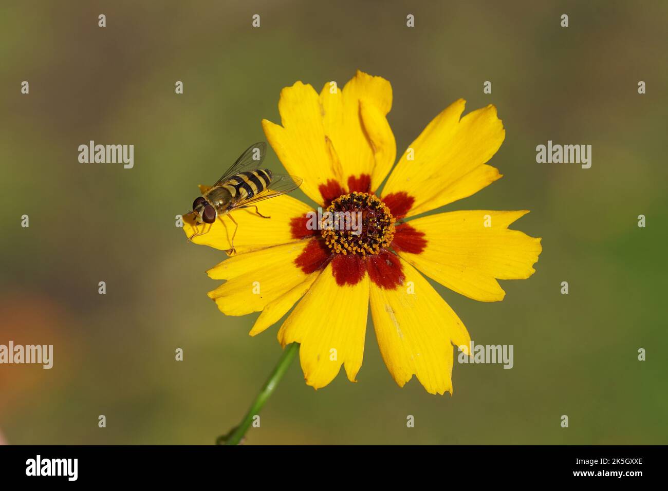 Nahaufnahme weibliche Schwebfliege Syrphus, Familie Syrphidae auf Blüte der Plains Coreopsis, Golden Tickseed (Coreopsis tinctoria), Familie Asteraceae. Stockfoto