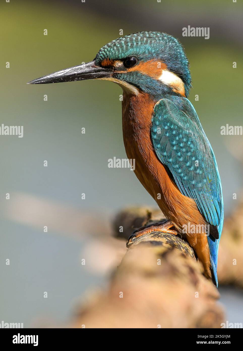 Eisvögel an der Themse. Stockfoto