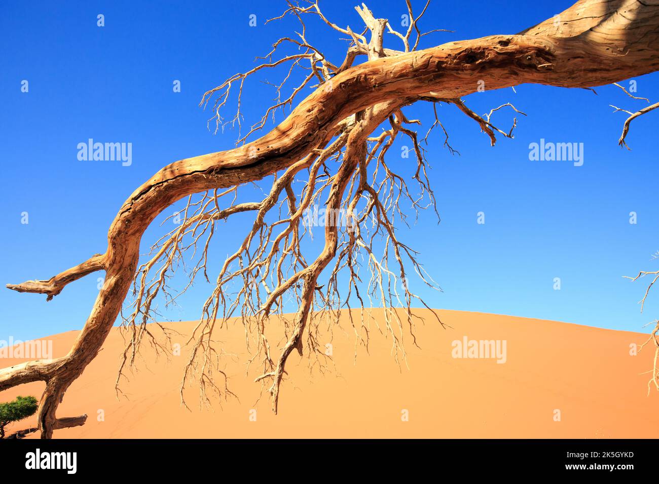 Ein alter toter Holzbaum mit spindelförmigen Ästen mit orangen Sanddünen und hellblauem Himmel, Namib Naukluft, Namibia Stockfoto
